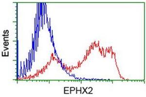 HEK293T cells transfected with either RC202489 overexpress plasmid (Red) or empty vector control plasmid (Blue) were immunostained by anti-EPHX2 antibody (ABIN2452992), and then analyzed by flow cytometry. (EPHX2 anticorps)