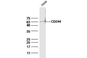 HeLa cell lysates probed with Anti-CD244(Tyr271) Polyclonal Antibody, Unconjugated  at 1:5000 for 90 min at 37˚C. (2B4 anticorps  (pTyr271))