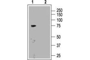 Western blot analysis of rat brain membranes: - 1. (CNGA3 anticorps  (C-Term, Intracellular))