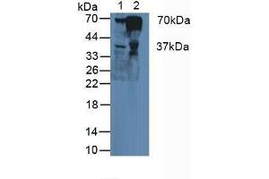 Western blot analysis of (1) Human Liver Tissue and (2) Human Blood Cells. (FGA anticorps  (AA 124-214))