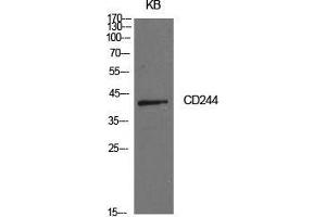 Western Blot (WB) analysis of KB cells using CD244 Polyclonal Antibody. (2B4 anticorps  (Internal Region))