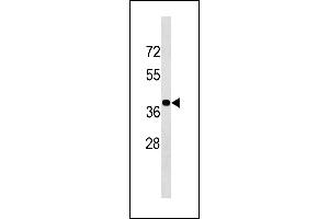 BLVRA Antibody (Center Y83) (ABIN1881115 and ABIN2843340) western blot analysis in K562 cell line lysates (35 μg/lane).