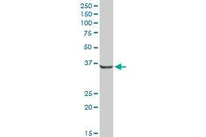 AKR7A2 MaxPab rabbit polyclonal antibody. (AKR7A2 anticorps  (AA 1-330))