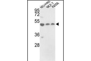 Western blot analysis of PDIA6 Antibody (Center ) (ABIN390609 and ABIN2840921) in NCI-, MCF-7,  cell line lysates (35 μg/lane). (PDIA6 anticorps  (AA 236-264))