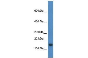 Western Blot showing Pnrc2 antibody used at a concentration of 1. (PNRC2 anticorps  (N-Term))