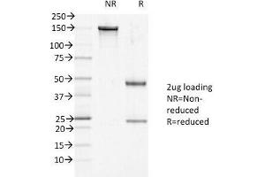 SDS-PAGE Analysis of Purified, BSA-Free DSG1 Antibody (clone 27B2). (Desmoglein 1 anticorps  (Internal Region))