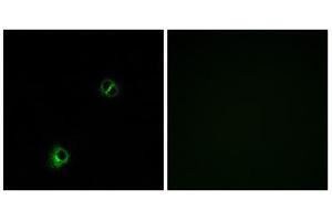 Immunofluorescence analysis of A549 cells, using FZD9 antibody. (FZD9 anticorps  (C-Term))