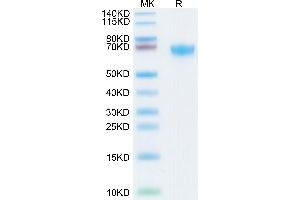 Biotinylated Human PD-L1 on Tris-Bis PAGE under reduced condition.