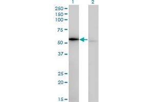 Western Blot analysis of WARS expression in transfected 293T cell line by WARS monoclonal antibody (M02), clone 3A12. (WARS anticorps  (AA 50-149))