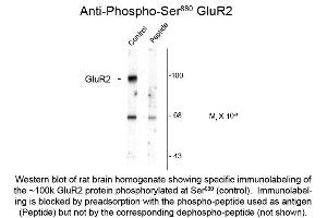 Western Blot of Anti-GluR2 pS880 (Rabbit) Antibody - 612-401-D64
