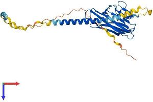 AlphaFold protein structure predicition of Human Recombinant FASLG Protein, UniprotID P48023
