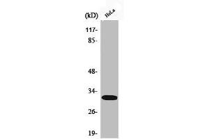 Western Blot analysis of HeLa cells using Phospho-DARPP-32 (T75) Polyclonal Antibody
