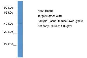 Host: Rabbit Target Name: WNT1 Sample Tissue: Mouse Liver Antibody Dilution: 1ug/ml (WNT1 anticorps  (C-Term))