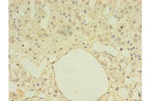 Immunohistochemistry of paraffin-embedded human adrenal gland tissue using ABIN7161027 at dilution of 1:100