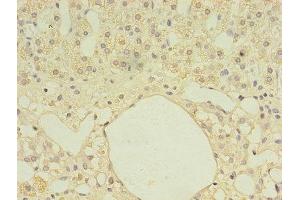 Immunohistochemistry of paraffin-embedded human adrenal gland tissue using ABIN7161027 at dilution of 1:100 (Ferredoxin Reductase anticorps  (AA 33-451))