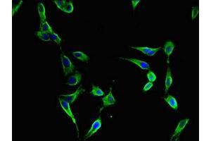 Immunofluorescent analysis of Hela cells using ABIN7152398 at dilution of 1:100 and Alexa Fluor 488-congugated AffiniPure Goat Anti-Rabbit IgG(H+L)