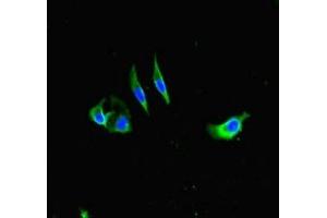 Immunofluorescent analysis of Hela cells using ABIN7155180 at dilution of 1:100 and Alexa Fluor 488-congugated AffiniPure Goat Anti-Rabbit IgG(H+L) (Fc epsilon RI/FCER1A anticorps  (AA 26-205))