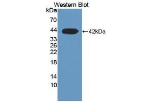 Western blot analysis of the recombinant protein. (DHODH anticorps  (AA 35-392))