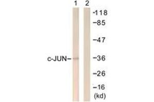 Western Blotting (WB) image for anti-Jun Proto-Oncogene (JUN) (AA 221-270) antibody (ABIN2888807) (C-JUN anticorps  (AA 221-270))