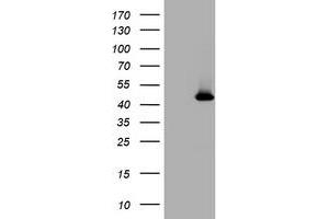 Image no. 1 for anti-Melanoma Antigen Family A, 4 (MAGEA4) antibody (ABIN1499261) (MAGEA4 anticorps)