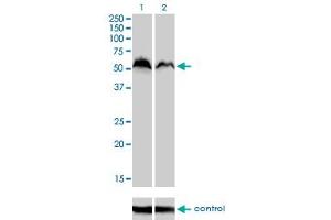 Western blot analysis of NRF1 over-expressed 293 cell line, cotransfected with NRF1 Validated Chimera RNAi (Lane 2) or non-transfected control (Lane 1). (NRF1 anticorps  (AA 201-285))