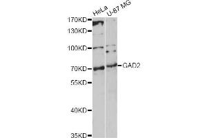 Western blot analysis of extracts of various cell lines, using GAD2 antibody. (GAD65 anticorps)