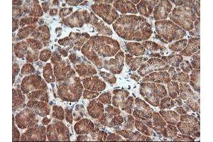 Image no. 4 for anti-Mitogen-Activated Protein Kinase Kinase 1 (MAP2K1) antibody (ABIN1499388) (MEK1 anticorps)