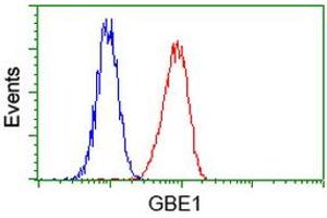 Image no. 2 for anti-Glucan (1,4-alpha-), Branching Enzyme 1 (GBE1) antibody (ABIN1498395)