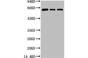 Western blot analysis of 1) 293T Cell Lysate, 2) C2C12 Cell Lysate, 3) Rat Brain Tissue Lysate using Beclin-1 Mouse mAb diluted at 1:2000. (Beclin 1 anticorps)