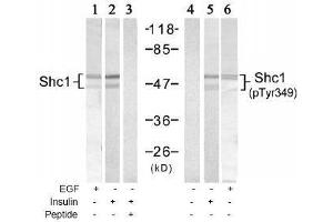 Image no. 1 for anti-SHC (Src Homology 2 Domain Containing) Transforming Protein 1 (SHC1) (pTyr349) antibody (ABIN197085) (SHC1 anticorps  (pTyr349))