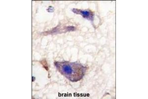 Formalin-fixed and paraffin-embedded human brain tissue reacted with Nptx1 Antibody (C-term), which was peroxidase-conjugated to the secondary antibody, followed by DAB staining.