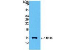 Western blot analysis of recombinant Human MSTN. (MSTN anticorps  (AA 266-375))