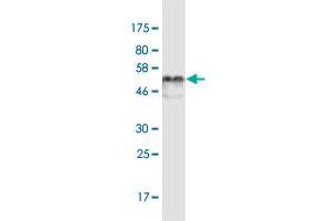 Western Blot detection against Immunogen (53.