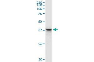 FAIM3 MaxPab rabbit polyclonal antibody.