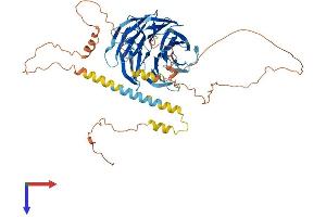 AlphaFold protein structure predicition of Human Recombinant TLE6 Protein, UniprotID Q9H808