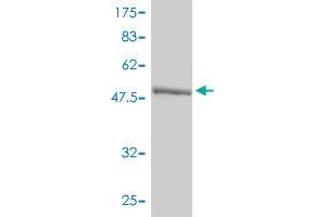 Western Blot detection against Immunogen (58.