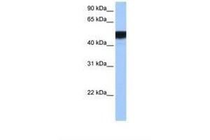 Image no. 1 for anti-Hepatocyte Nuclear Factor 4 gamma (HNF4G) (N-Term) antibody (ABIN6738174) (HNF4 gamma anticorps  (N-Term))
