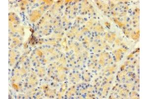 Immunohistochemistry of paraffin-embedded human pancreatic tissue using ABIN7147746 at dilution of 1:100