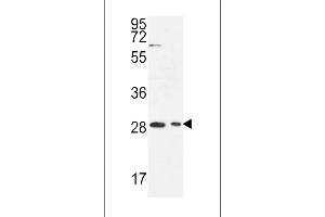 ERMIN Antibody (Center) (ABIN651086 and ABIN2840065) western blot analysis in Jurkat,293 cell line lysates (35 μg/lane). (ERMN anticorps  (AA 113-141))