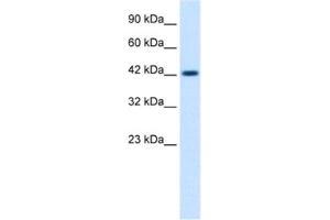 Western Blotting (WB) image for anti-Zona Pellucida Glycoprotein 3 (ZP3) antibody (ABIN2461230) (Zona Pellucida Glycoprotein 3 anticorps)