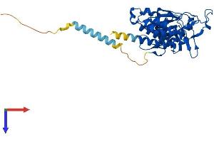AlphaFold protein structure predicition of Mouse Recombinant Pomk Protein, UniprotID Q3TUA9