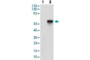 Western blot analysis of Lane 1: Negative control [HEK293 cell lysate]; Lane 2: Over-expression lysate [TIE1 (AA: 385-607)-hIgGFc transfected HEK293 cells] with TIE1 monoclonal antibody, clone 8D12B10  at 1:500-1:2000 dilution. (TIE1 anticorps  (AA 385-607))