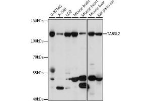 Western blot analysis of extracts of various cell lines, using T antibody (ABIN7270816) at 1:1000 dilution. (TARSL2 anticorps  (AA 1-170))