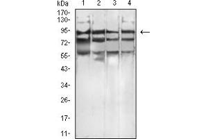 Western blot analysis using CD334 mouse mAb against K562 (1), MCF-7 (2), COS7 (3), and PC-3 (4) cell lysate.