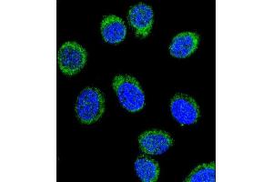 Confocal immunofluorescent analysis of SERPINC1 Antibody (C-term) (ABIN390671 and ABIN2840966) with 293 cell followed by Alexa Fluor® 488-conjugated goat anti-rabbit lgG (green).