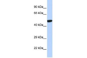 WB Suggested Anti-NR1I2 Antibody Titration:  0. (NR1I2 anticorps  (N-Term))