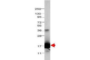 Western blot using  Protein-A Purified anti-bovine IL-1F5 antibody shows detection of recombinant bovine IL-1F5 at 17. (FIL1d anticorps)