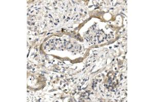 IHC analysis of PVRL1/NECTIN1 using anti-PVRL1/NECTIN1 antibody (ABIN7601298).
