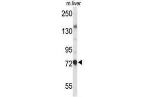 Western blot analysis of CHAT Antibody (N-term) in mouse liver tissue lysates (35µg/lane). (Choline Acetyltransferase anticorps  (N-Term))