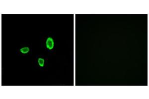 Immunofluorescence analysis of A549 cells, using OR10G7 antibody. (OR10G7 anticorps  (C-Term))